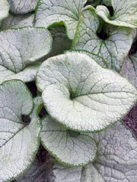 Brunnera silver heart